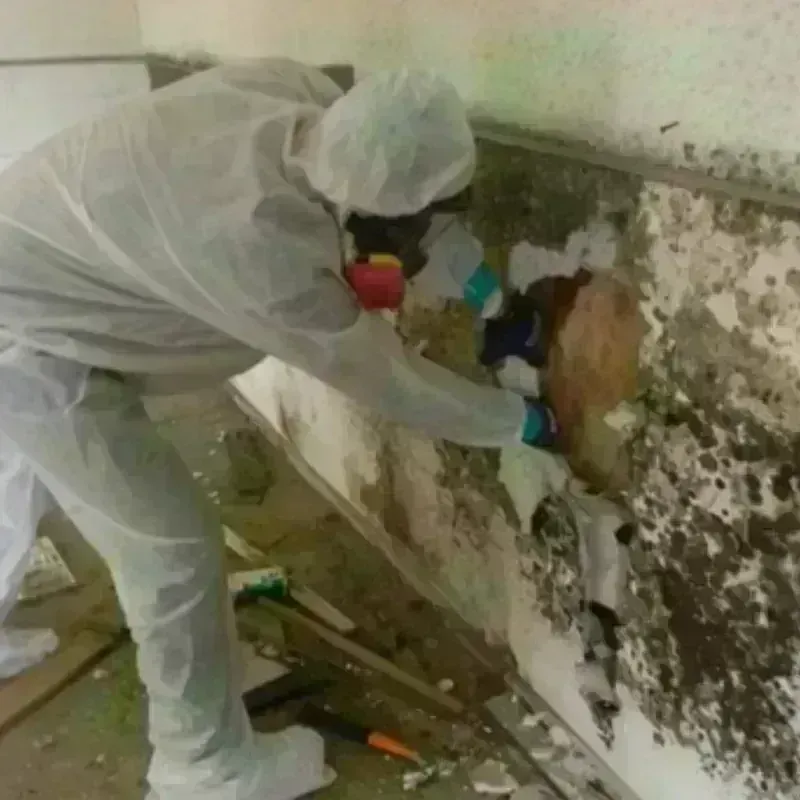 Mold Remediation and Removal in Red Bluff, CA